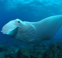 Manta Bommie Dive Site - Nambucca Heads Accommodation