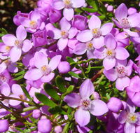 Broadwater National Park - Nambucca Heads Accommodation