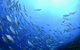 Cape Byron Marine Park - thumb 0
