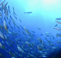 Cape Byron Marine Park - Nambucca Heads Accommodation