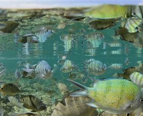 Blowholes And Point Quobba - Nambucca Heads Accommodation 2