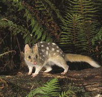 Tarkine Forest Reserve