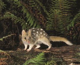 Tarkine Forest Reserve - Nambucca Heads Accommodation 0