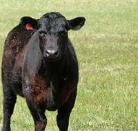 Denham Farm Beef and Lamb - Nambucca Heads Accommodation