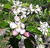 Avro Park Orchards - Nambucca Heads Accommodation
