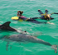 Rockingham Wild Encounters - Swim with Wild Dolphins - Nambucca Heads Accommodation