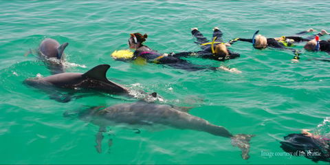 Rockingham Wild Encounters - Swim With Wild Dolphins - Nambucca Heads Accommodation 1