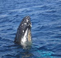 Jervis Bay Whales - Nambucca Heads Accommodation