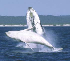 Reel Time Charters Yamba - Nambucca Heads Accommodation 3