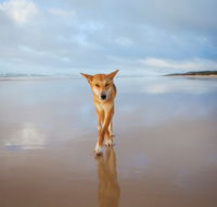 Fraser Island Adventure Tours - Nambucca Heads Accommodation
