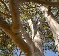 Lindsay Pryor Walk Australian National University - Nambucca Heads Accommodation