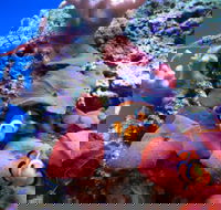 Tropical Marine Centre - Nambucca Heads Accommodation