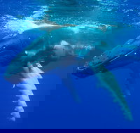 Dunsborough Whale Watching Eco Tour - Nambucca Heads Accommodation