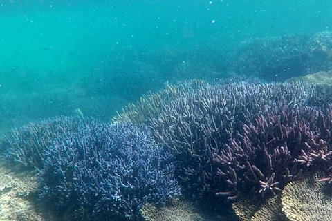 Abrolhos Island Half Day Fly And Flipper - Nambucca Heads Accommodation 1