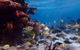 Lagoon Explorer - Ningaloo Reef Full-Day Kayaking And Snorkeling Adventure - thumb 6