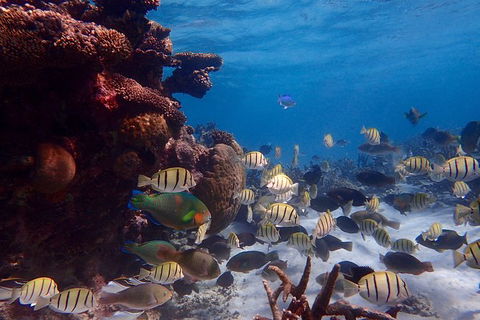 Lagoon Explorer - Ningaloo Reef Full-Day Kayaking And Snorkeling Adventure - Nambucca Heads Accommodation 6