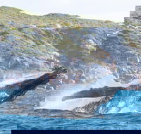 Jet Boat Whale Watching Safari from Dunsborough - Nambucca Heads Accommodation