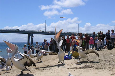 Cape Woolamai Sightseeing Cruise From San Remo - Nambucca Heads Accommodation 8