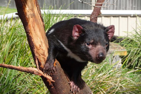 Tasmania 6 Day \'Tour In Circle\' - Nambucca Heads Accommodation 1