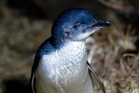 Bonnet Island Experience Departing From Strahan - Nambucca Heads Accommodation 0