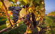 Half Day Tamar Valley Wine Tour - thumb 0