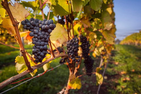 Half Day Tamar Valley Wine Tour - Nambucca Heads Accommodation 2