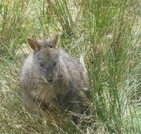 Leven Canyon Day Trip Including Wings Wildlife Park or Gunns Plains Caves from Devonport Ulverstone or Burnie - Nambucca Heads Accommodation