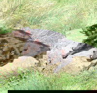 Day Keeper Tour - Nambucca Heads Accommodation