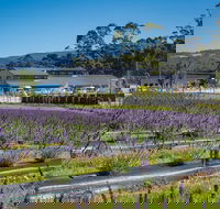 Private Tasman Peninsula Cruise Ship Tour from Port Arthur - Nambucca Heads Accommodation