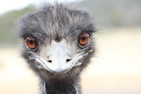 ZOODOO ZOO Tour, Meet The Famous Tasmanian Devil, Cuddle A Kangaroo, Feed A Lion - Nambucca Heads Accommodation 1