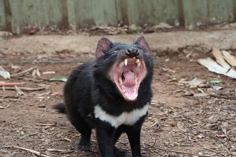 ZOODOO ZOO Tour, Meet The Famous Tasmanian Devil, Cuddle A Kangaroo, Feed A Lion - Nambucca Heads Accommodation 0