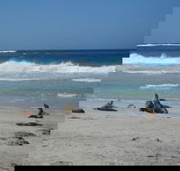 Kangaroo Island in a Day Tour from Adelaide - Nambucca Heads Accommodation