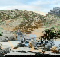 Small-Group Kangaroo Island 4WD Tour from Adelaide - Nambucca Heads Accommodation