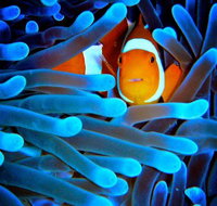 5-Day Best of Cairns with Daintree Kuranda and Great Barrier Reef - Nambucca Heads Accommodation
