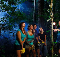 Daintree Rainforest Night Walk from Cape Tribulation - Nambucca Heads Accommodation