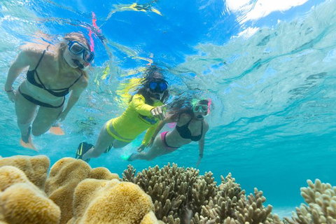 Ocean Safari Great Barrier Reef Experience In Cape Tribulation - Nambucca Heads Accommodation 4