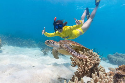 Ocean Safari Great Barrier Reef Experience In Cape Tribulation - Nambucca Heads Accommodation 13
