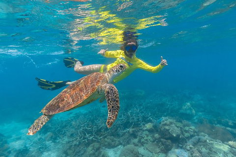 Ocean Safari Great Barrier Reef Experience In Cape Tribulation - Nambucca Heads Accommodation 14
