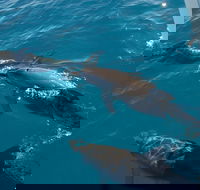 Fraser Island  Dolphin Sailing Adventure - Nambucca Heads Accommodation