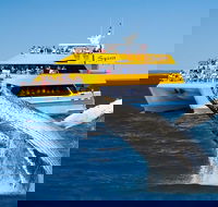 Spirit of Hervey Bay Whale Watching Cruise - Nambucca Heads Accommodation