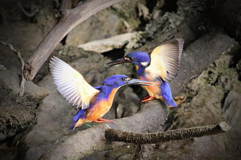 Daintree River Sunset Cruise - Nambucca Heads Accommodation 1