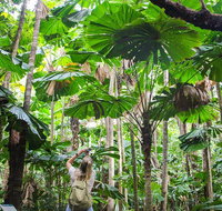 Cape Tribulation Daintree Rainforest and Wildlife Tour - Nambucca Heads Accommodation