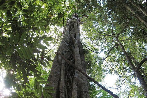 Natural Bridge Glow Worm Night Tour From Gold Coast - Nambucca Heads Accommodation 3