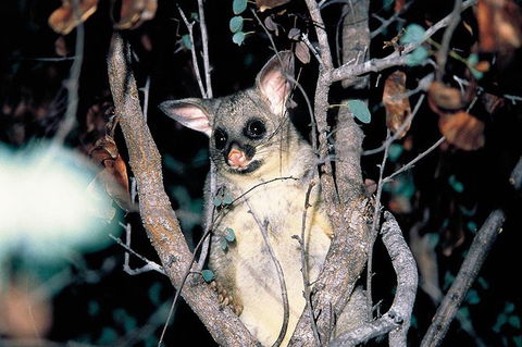 Natural Bridge Glow Worm Night Tour From Gold Coast - Nambucca Heads Accommodation 4