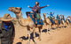 Alice Springs Camel Tour - thumb 7