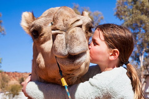 Alice Springs Camel Tour - Nambucca Heads Accommodation 2