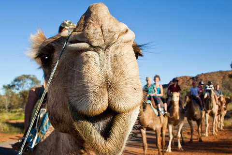 Alice Springs Camel Tour - Nambucca Heads Accommodation 10
