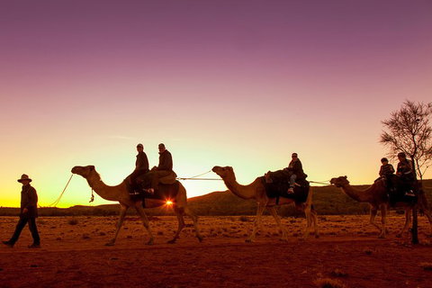 Alice Springs Camel Tour - Nambucca Heads Accommodation 4