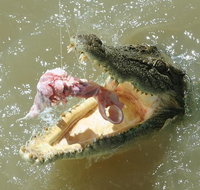 Darwin Jumping Crocodiles Cruise on Adelaide River - Nambucca Heads Accommodation