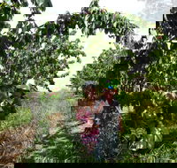 Harben Vale Pick Your Own Cherries - Nambucca Heads Accommodation